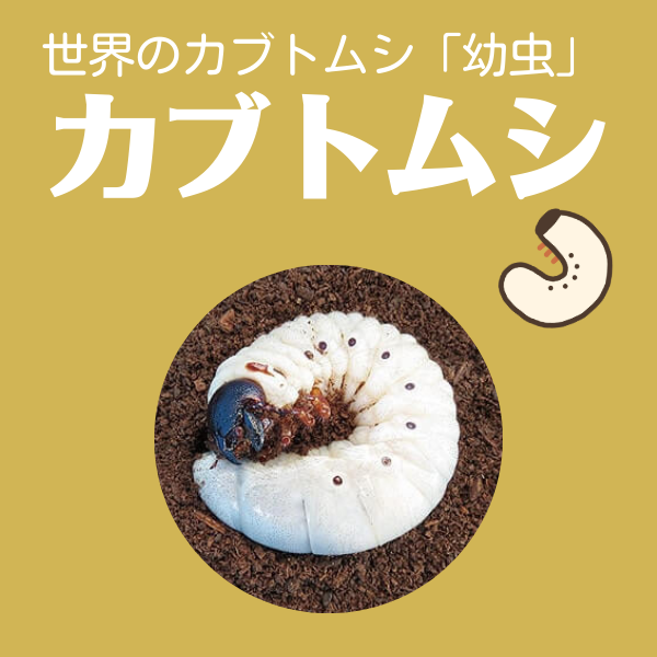 カブトムシ幼虫